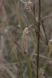 Carex vesicaria. Вызревшее соплодие. Свердловская обл., окр. г. Заречный, край Черемшанского болота. 11.09.2016.