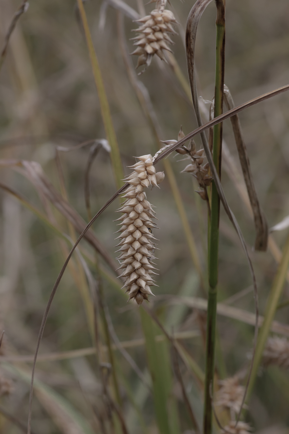 Image of Carex vesicaria specimen.