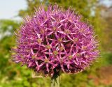 Allium stipitatum. Соцветие. Владивосток, Ботанический сад-институт ДВО РАН. 24.05.2015.