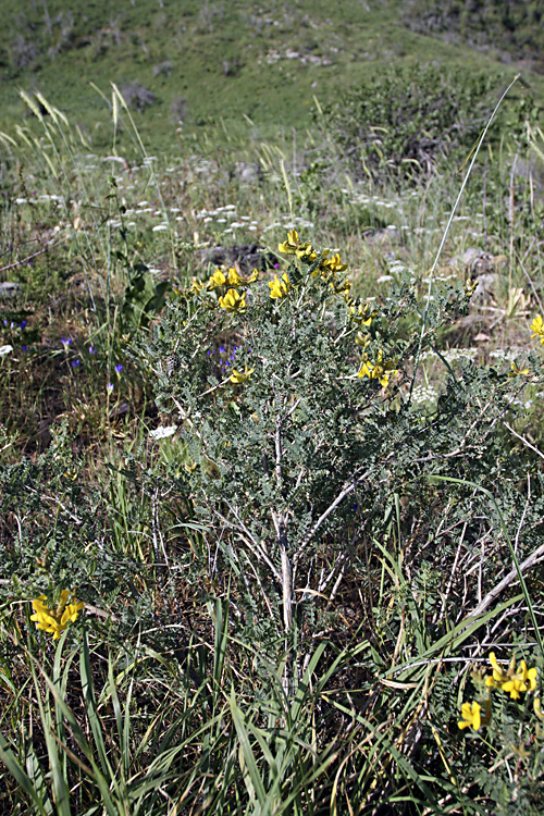 Изображение особи Calophaca tianschanica.