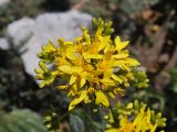 Ligularia thomsonii