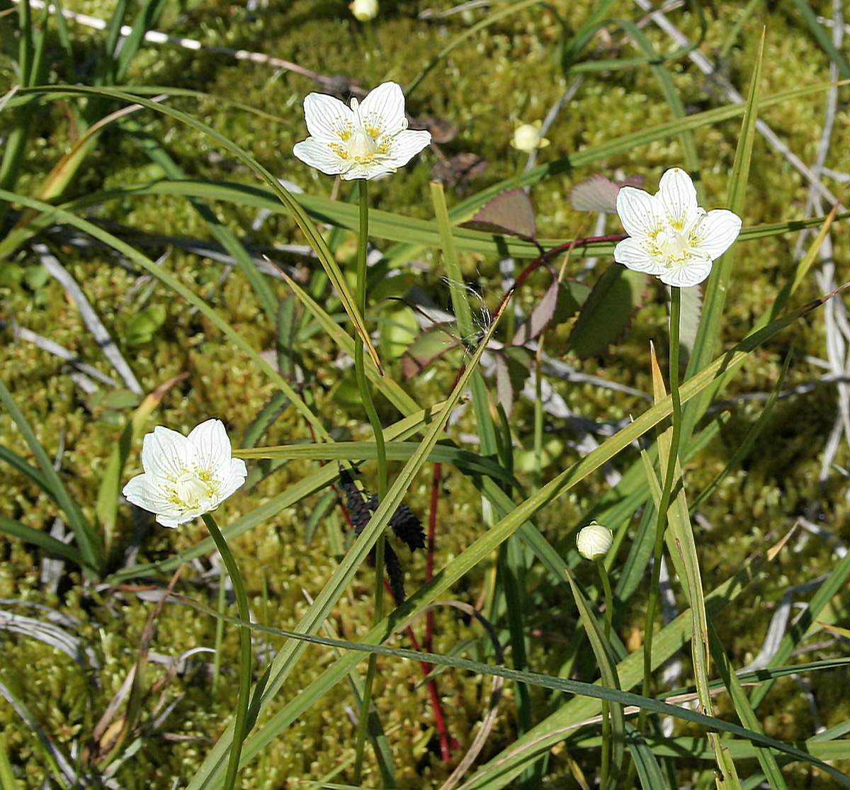 Image of Parnassia palustris specimen.