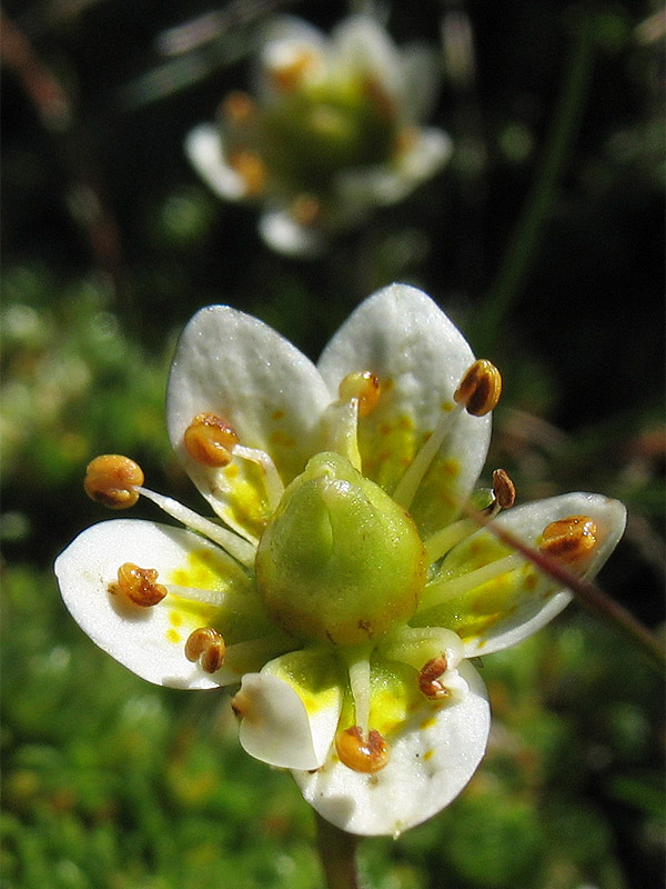 Image of Saxifraga bryoides specimen.