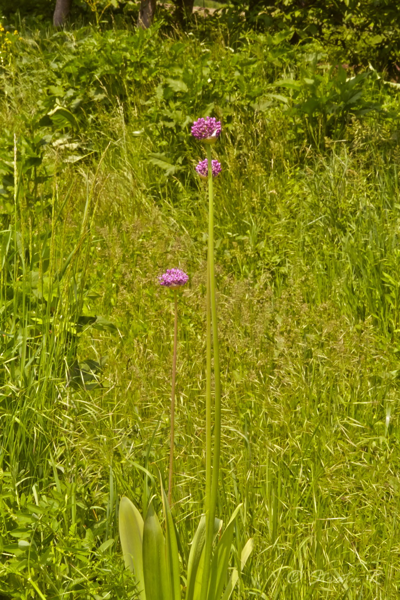 Image of genus Allium specimen.