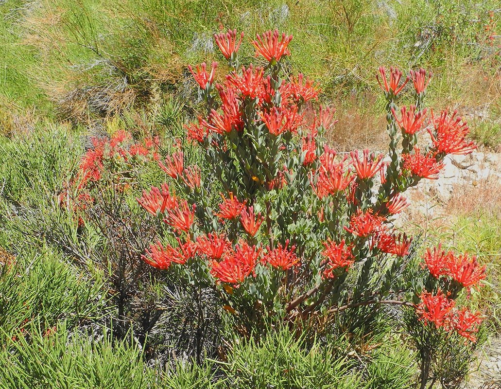 Image of Tristerix verticillatus specimen.