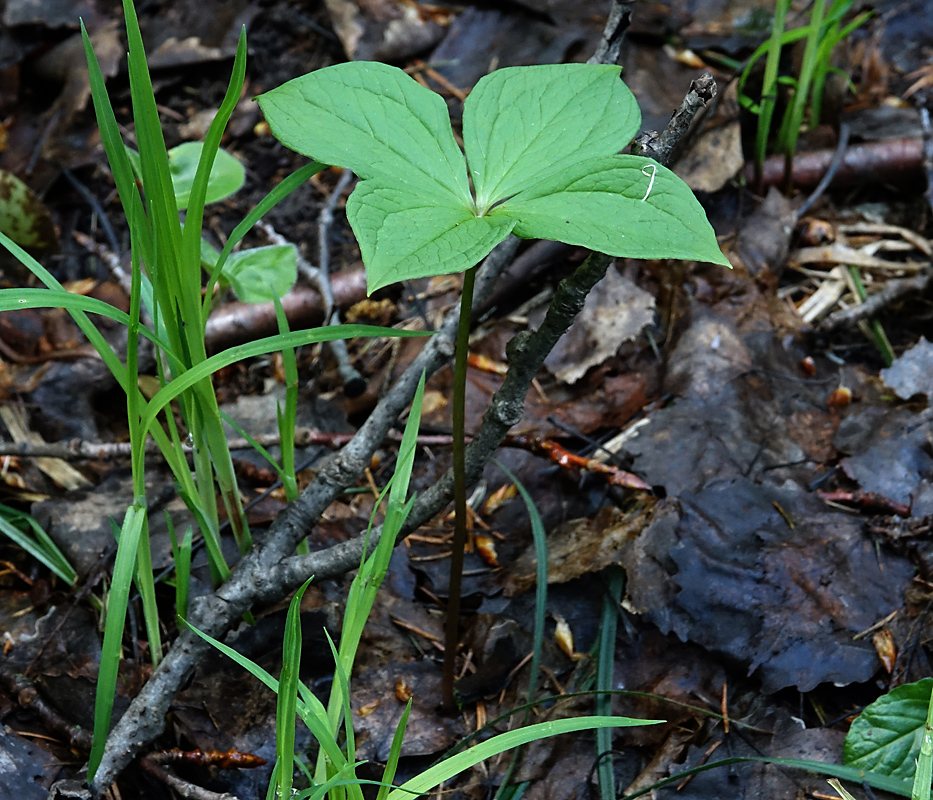 Image of Paris quadrifolia specimen.