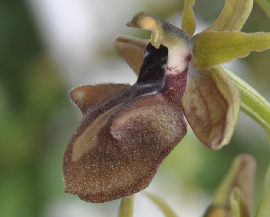 Изображение особи Ophrys mammosa.