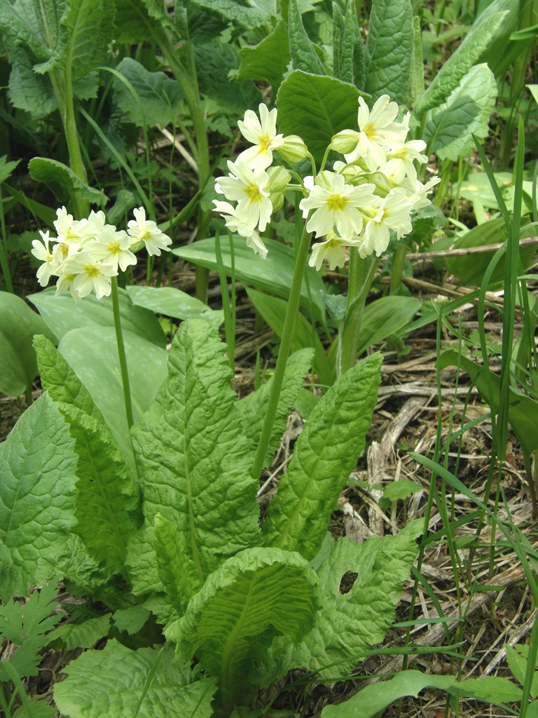 Изображение особи Primula pallasii.