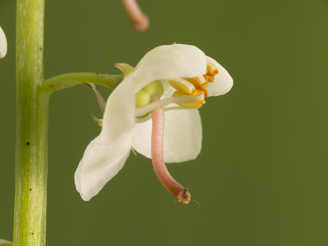 Image of Pyrola rotundifolia specimen.