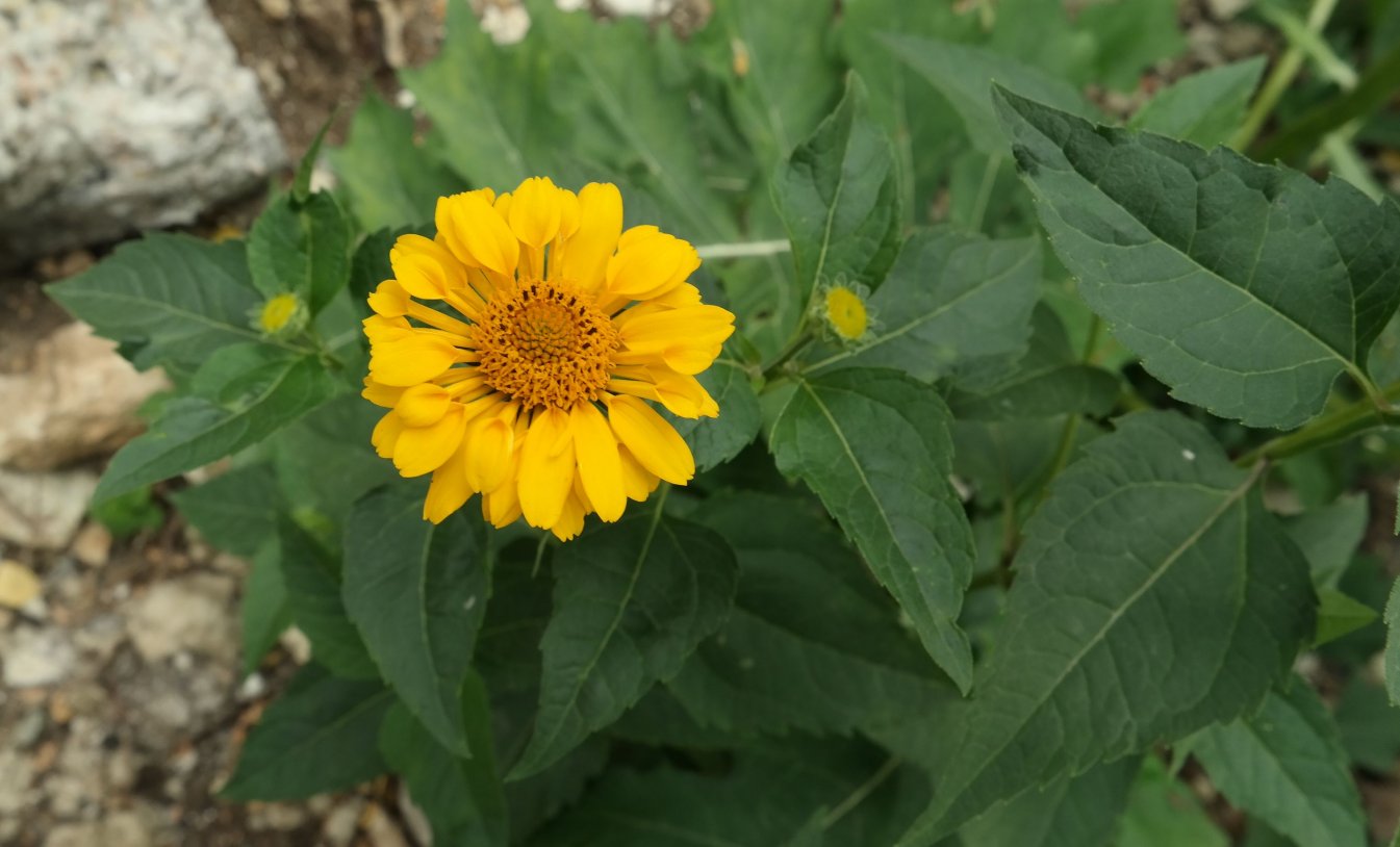 Изображение особи Heliopsis helianthoides.