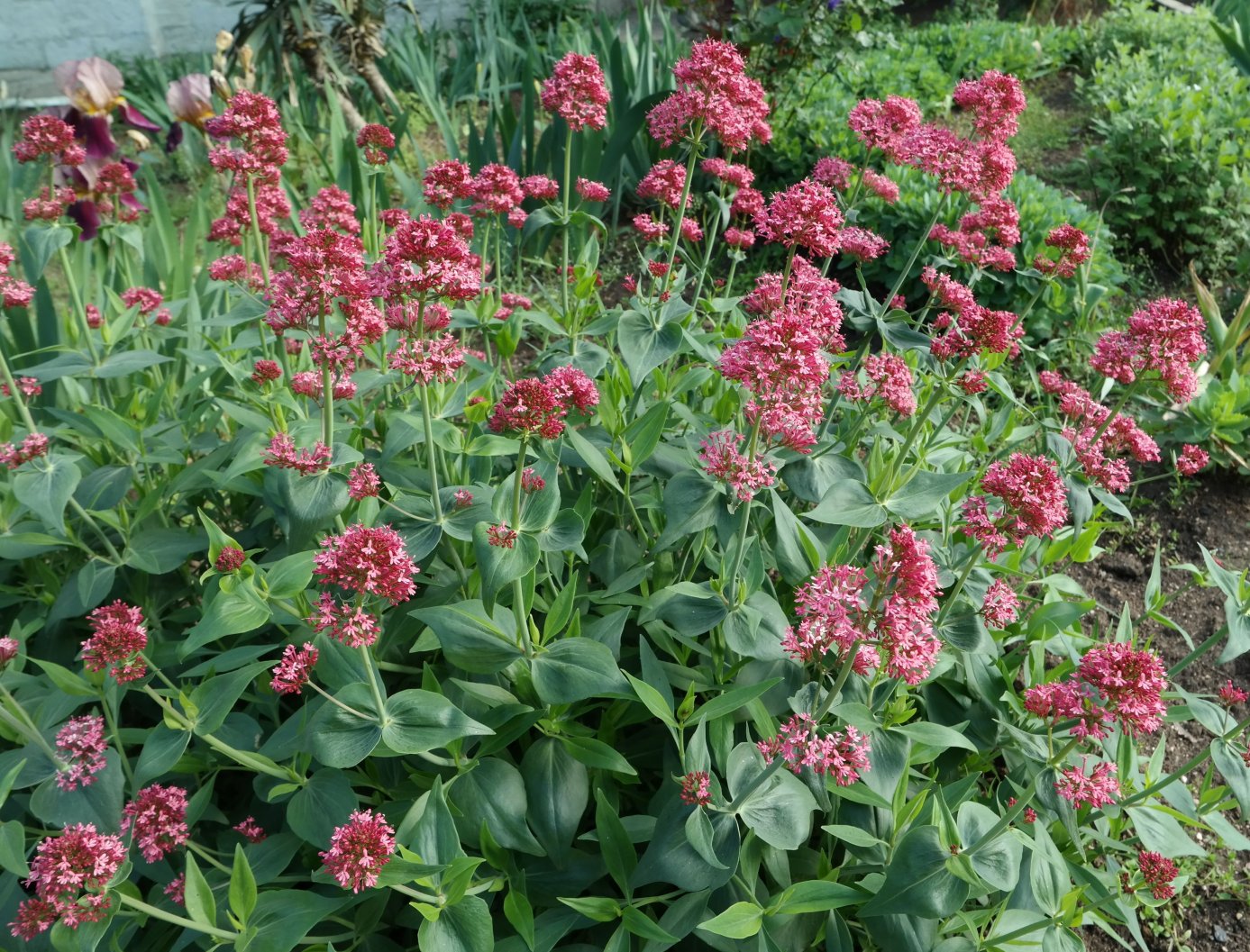 Image of Centranthus ruber specimen.