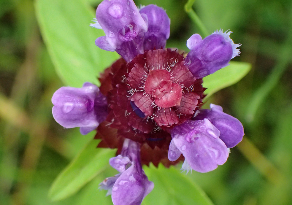 Изображение особи Prunella vulgaris.