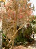 Fouquieria macdougalii. Цветущее растение. Израиль, впадина Мертвого моря, киббуц Эйн-Геди. 25.04.2017.