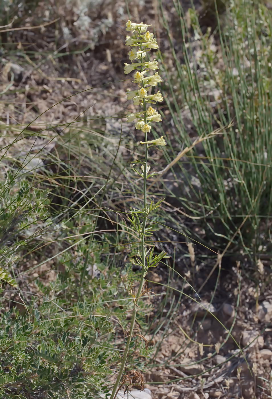 Image of Delphinium biternatum specimen.