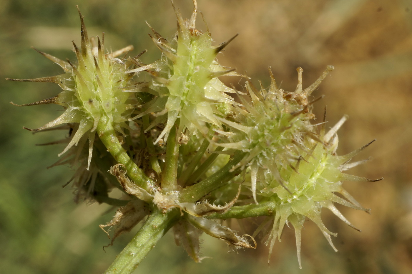 Image of Astrodaucus littoralis specimen.