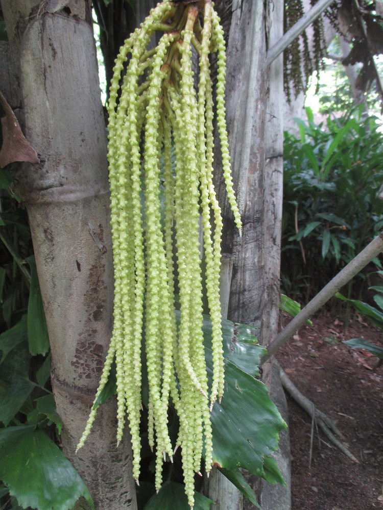 Image of Caryota mitis specimen.