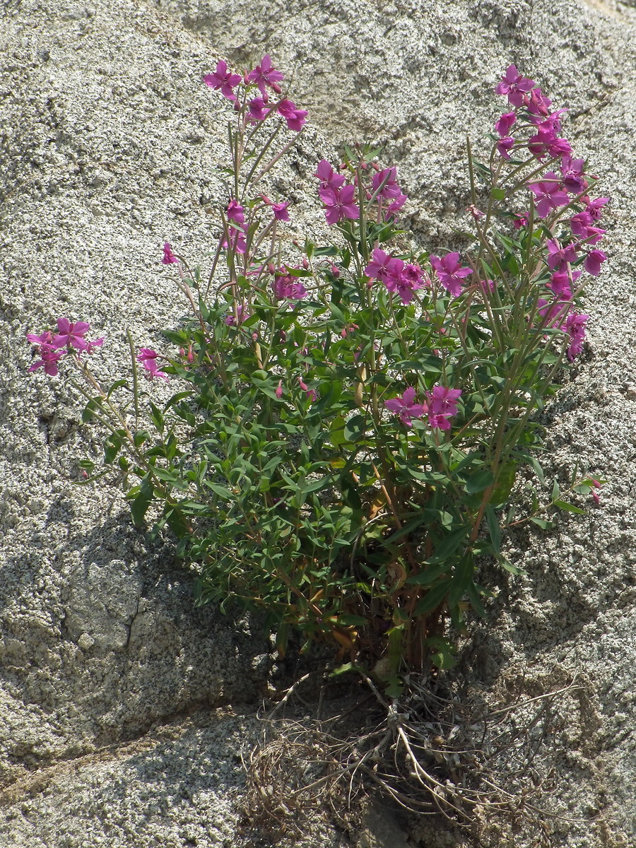 Image of Chamaenerion latifolium specimen.