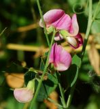 Lathyrus tuberosus. Соцветие. Восточный Казахстан, г. Усть-Каменогорск, правый берег р. Иртыш, склон грунтовой дороги. 04.07.2017.