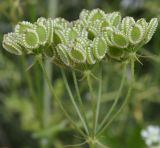 Image of taxon representative. Author is Роланд Цандекидис