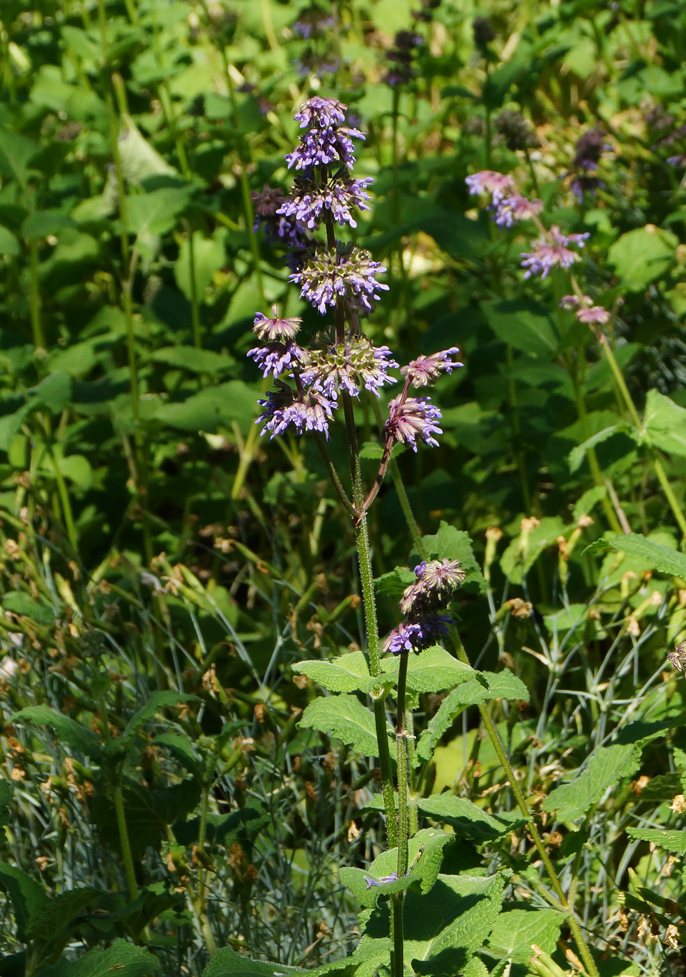 Image of Salvia verticillata specimen.