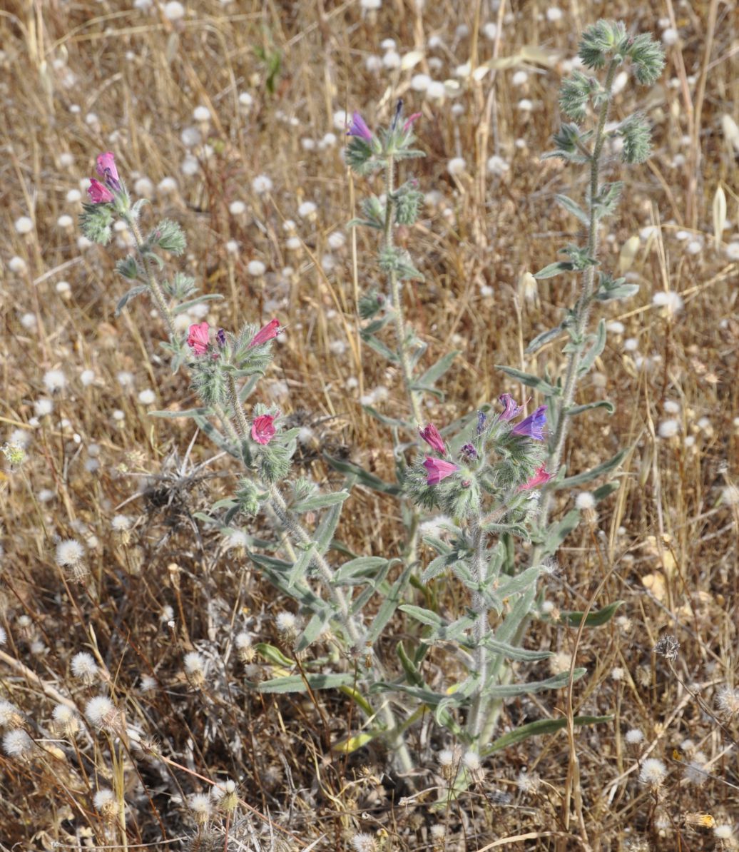 Image of Echium angustifolium specimen.