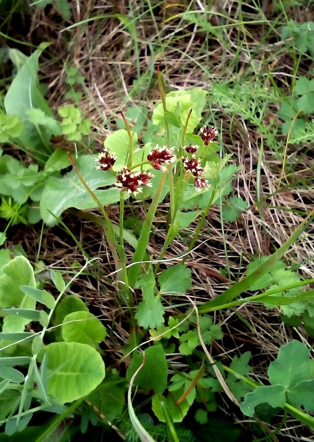 Изображение особи Luzula multiflora.