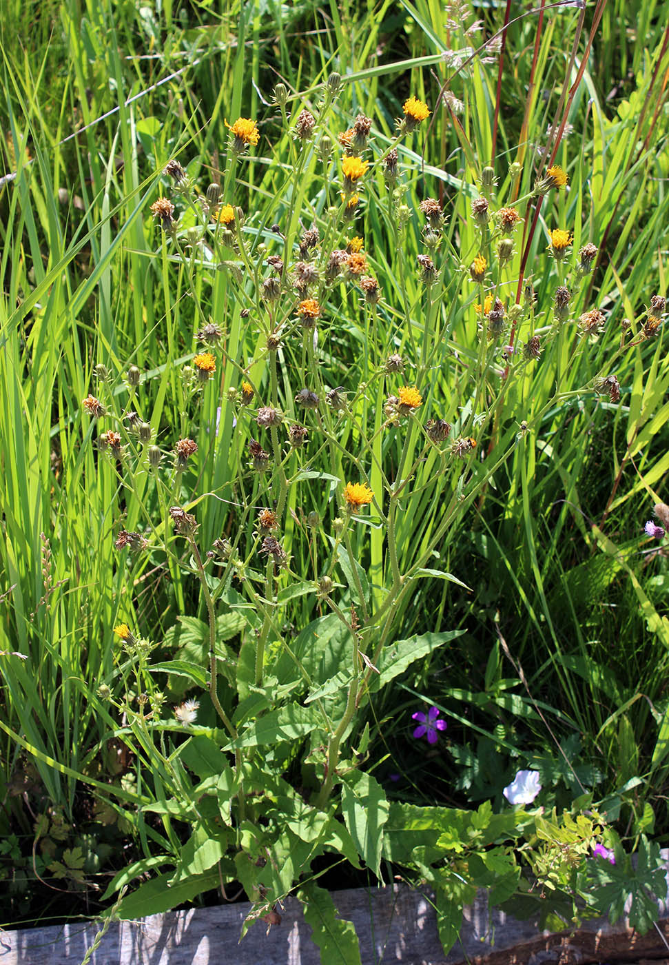 Image of Picris hieracioides specimen.