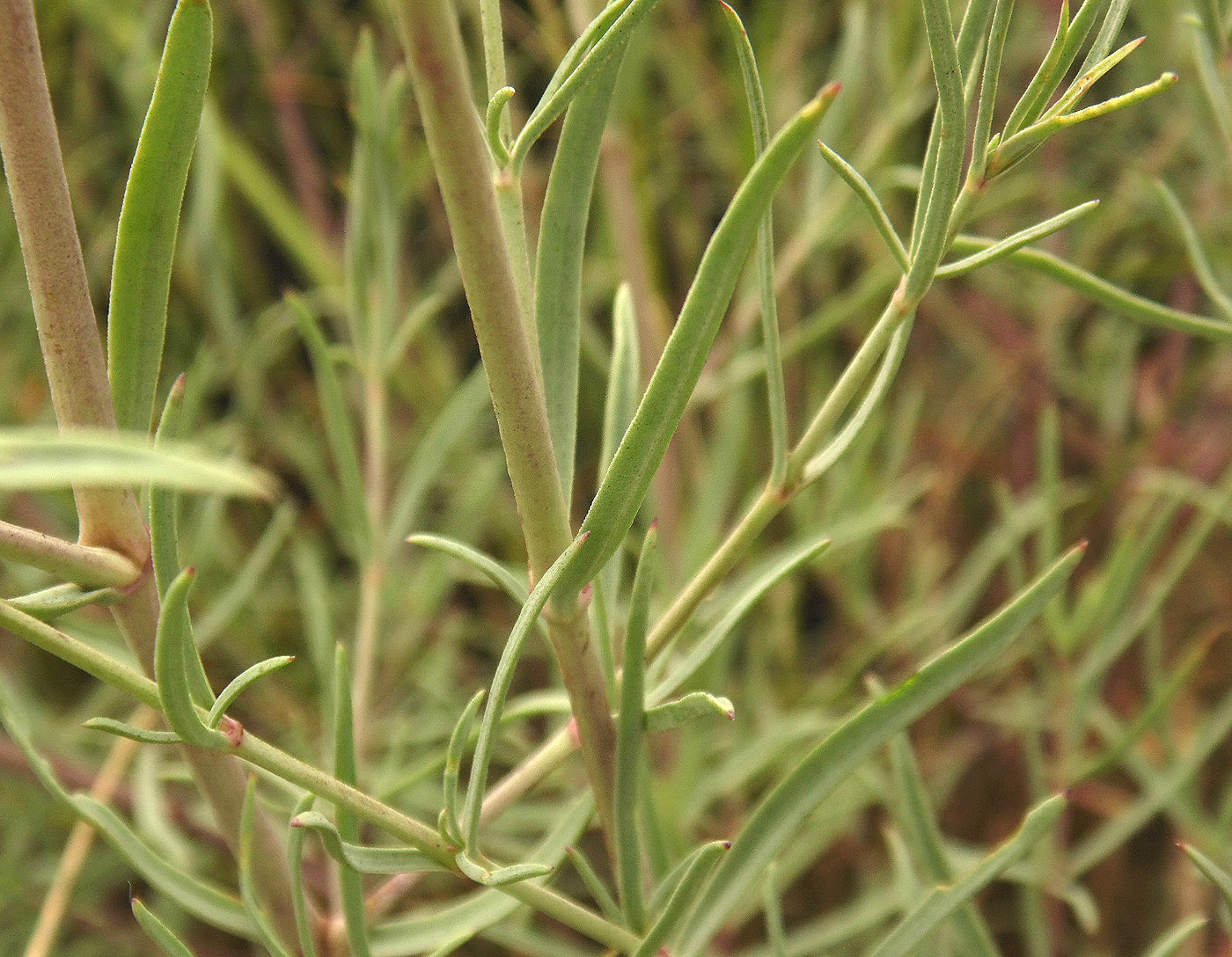 Image of Gypsophila collina specimen.