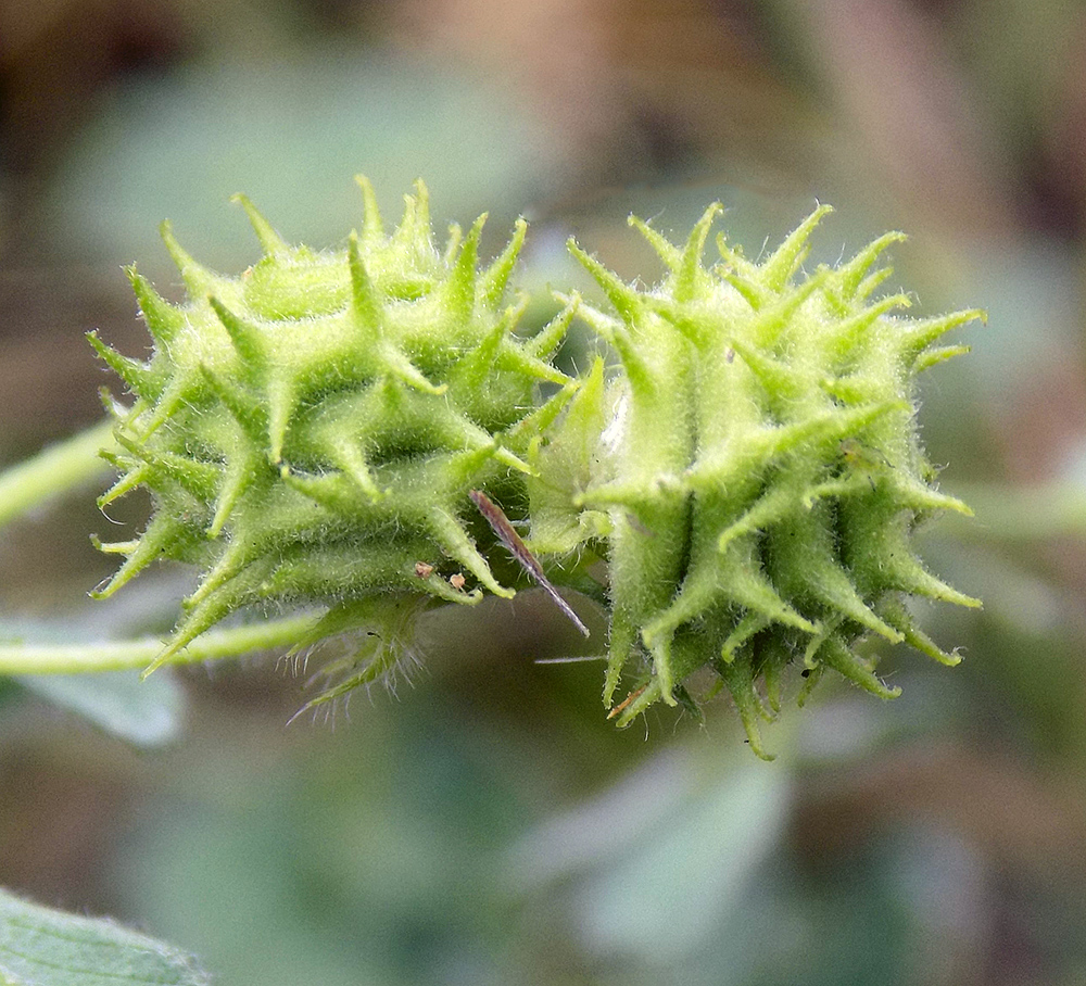 Image of Medicago rigidula specimen.