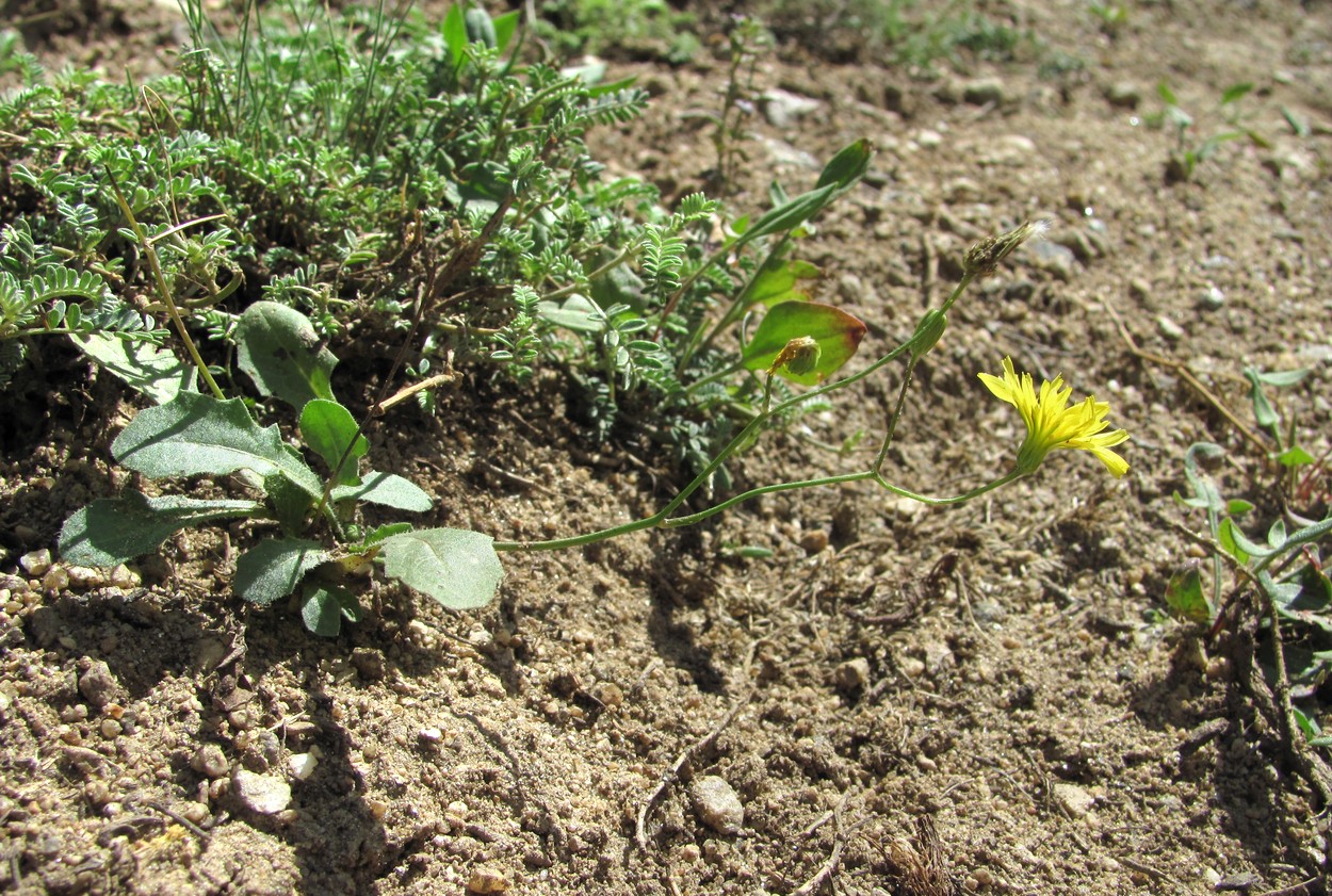 Image of Crepis pulchra specimen.