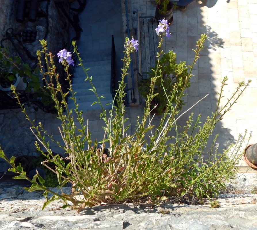 Image of Campanula pyramidalis specimen.