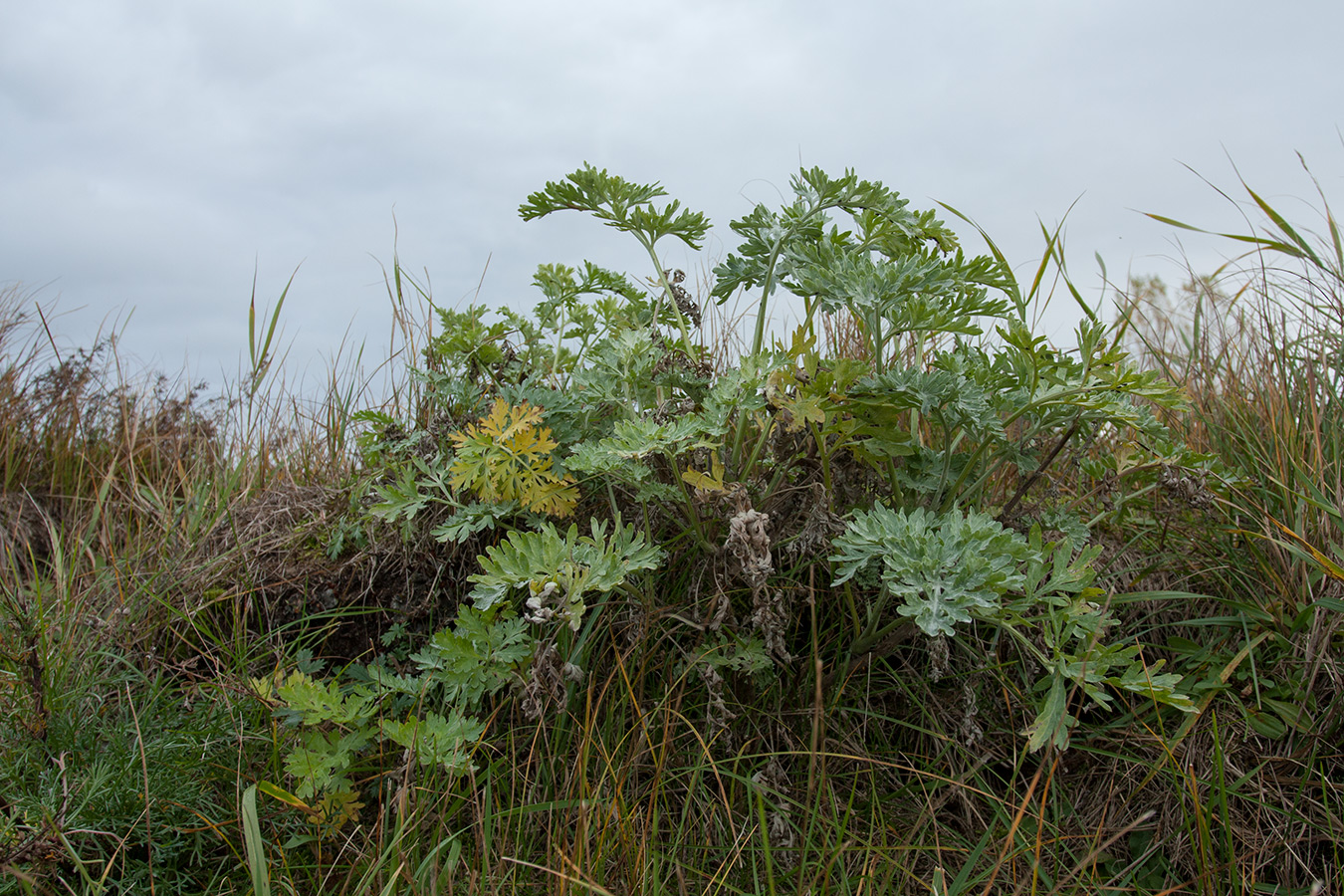 Image of Artemisia absinthium specimen.