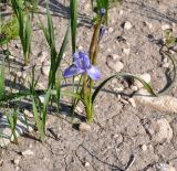 Moraea sisyrinchium