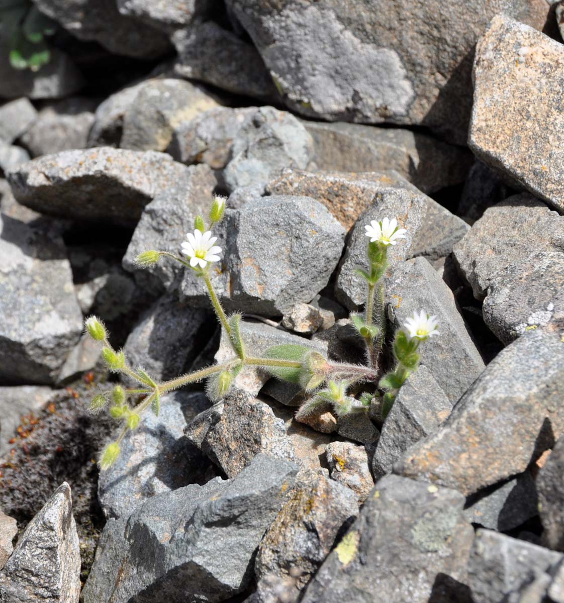 Image of Cerastium brachypetalum ssp. roeseri specimen.