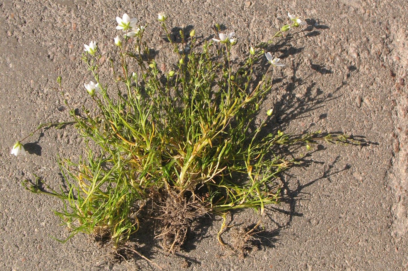 Image of Sagina nodosa specimen.