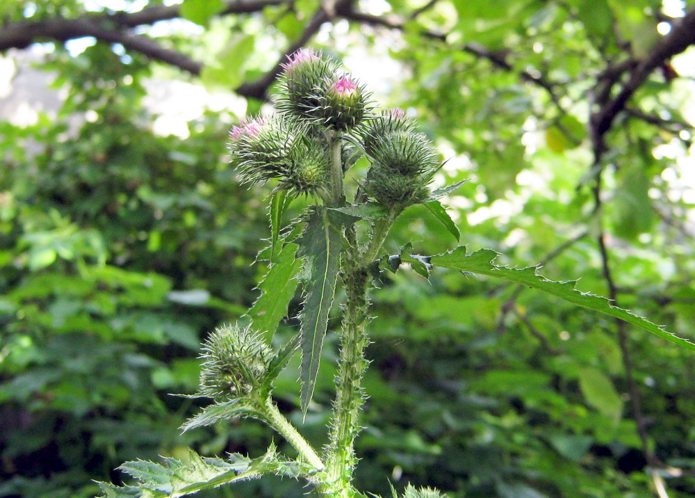 Изображение особи Carduus crispus.