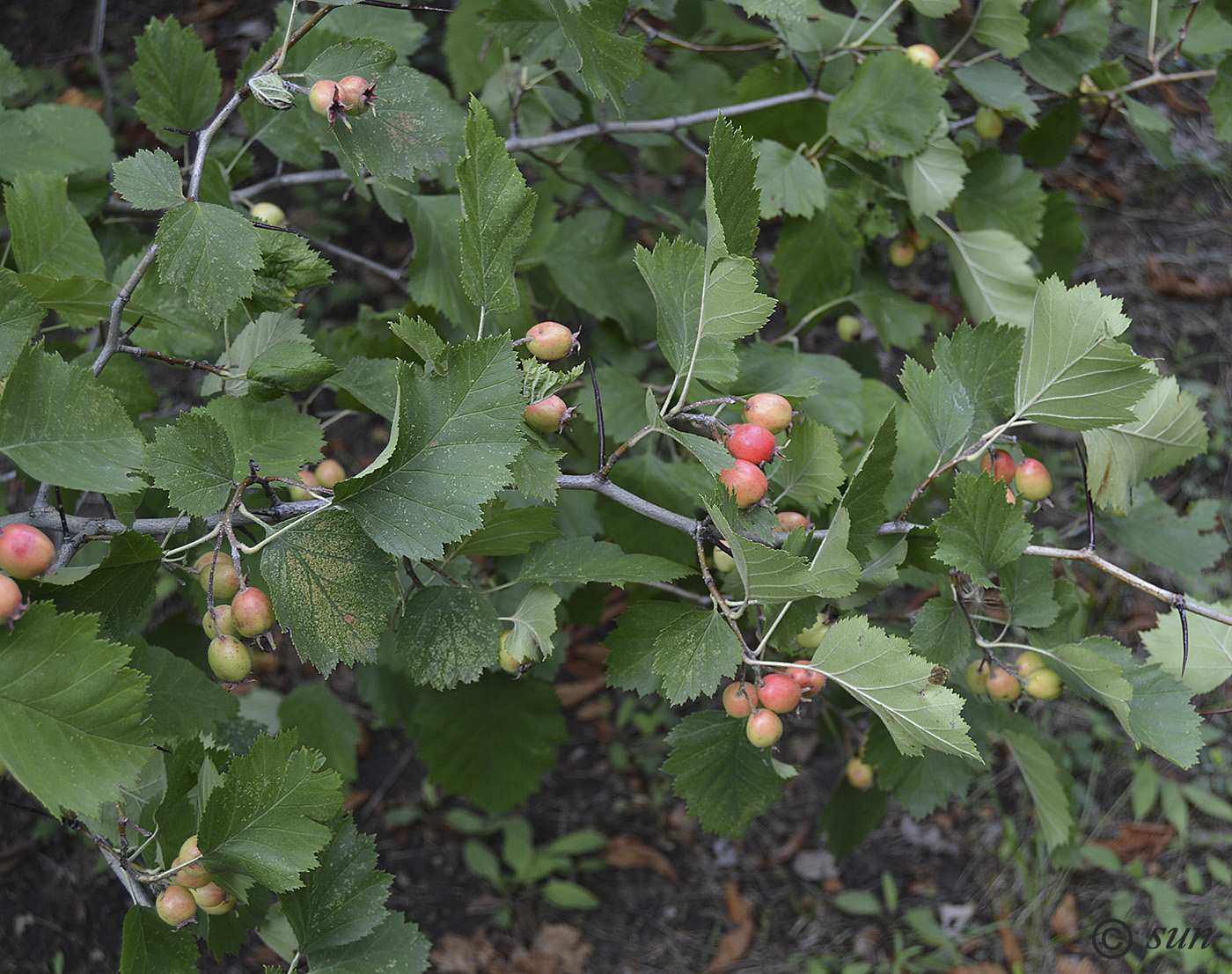 Image of Crataegus submollis specimen.