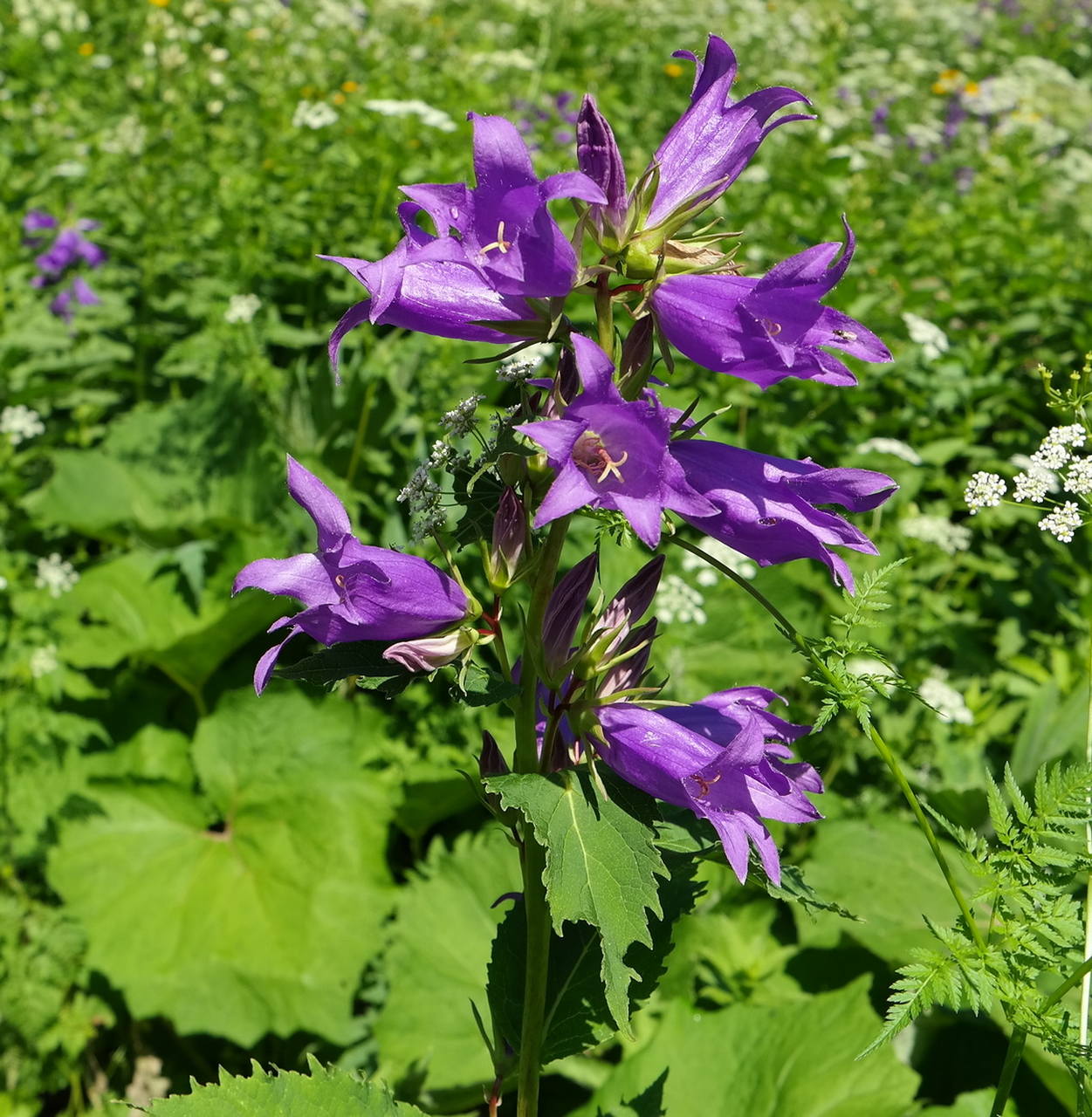 Image of Campanula latifolia specimen.