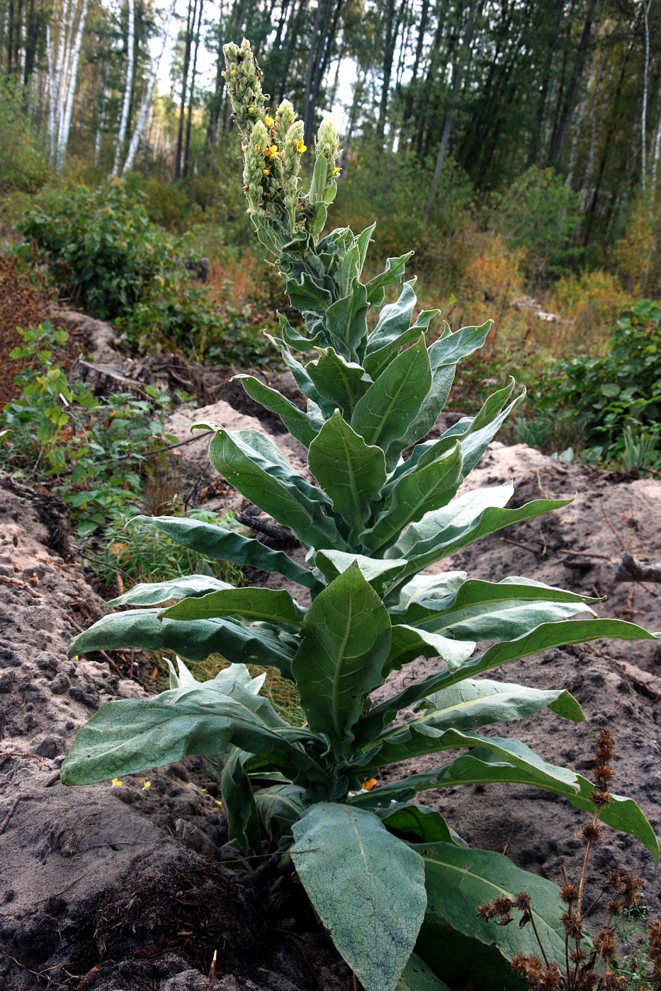 Изображение особи Verbascum densiflorum.