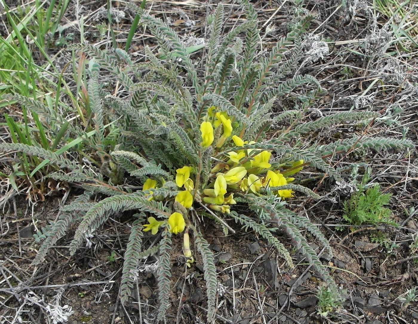 Изображение особи Astragalus buchtormensis.