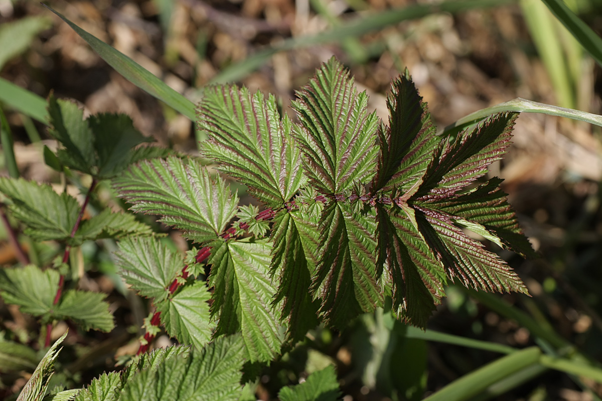 Image of Filipendula ulmaria ssp. denudata specimen.