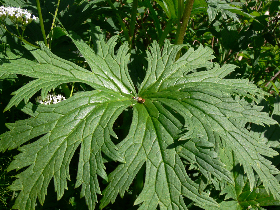 Image of Aconitum septentrionale specimen.