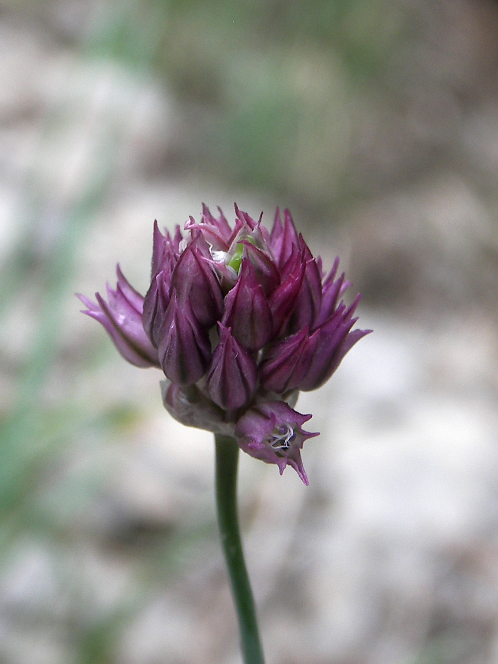 Image of Allium jajlae specimen.