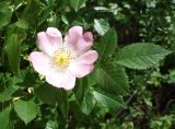 Rosa canina