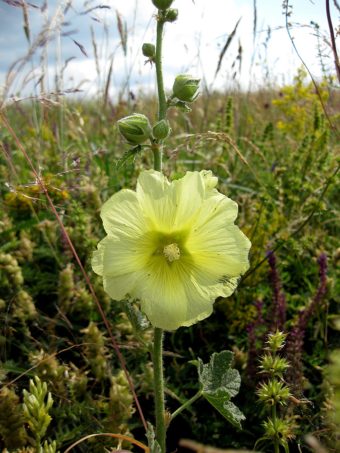 Image of Alcea rugosa specimen.