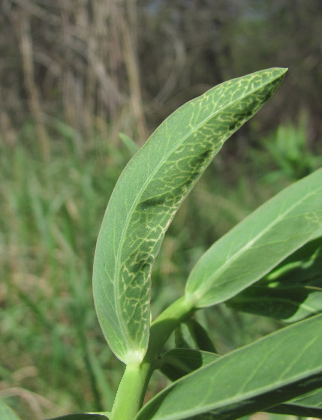 Image of Euphorbia iberica specimen.