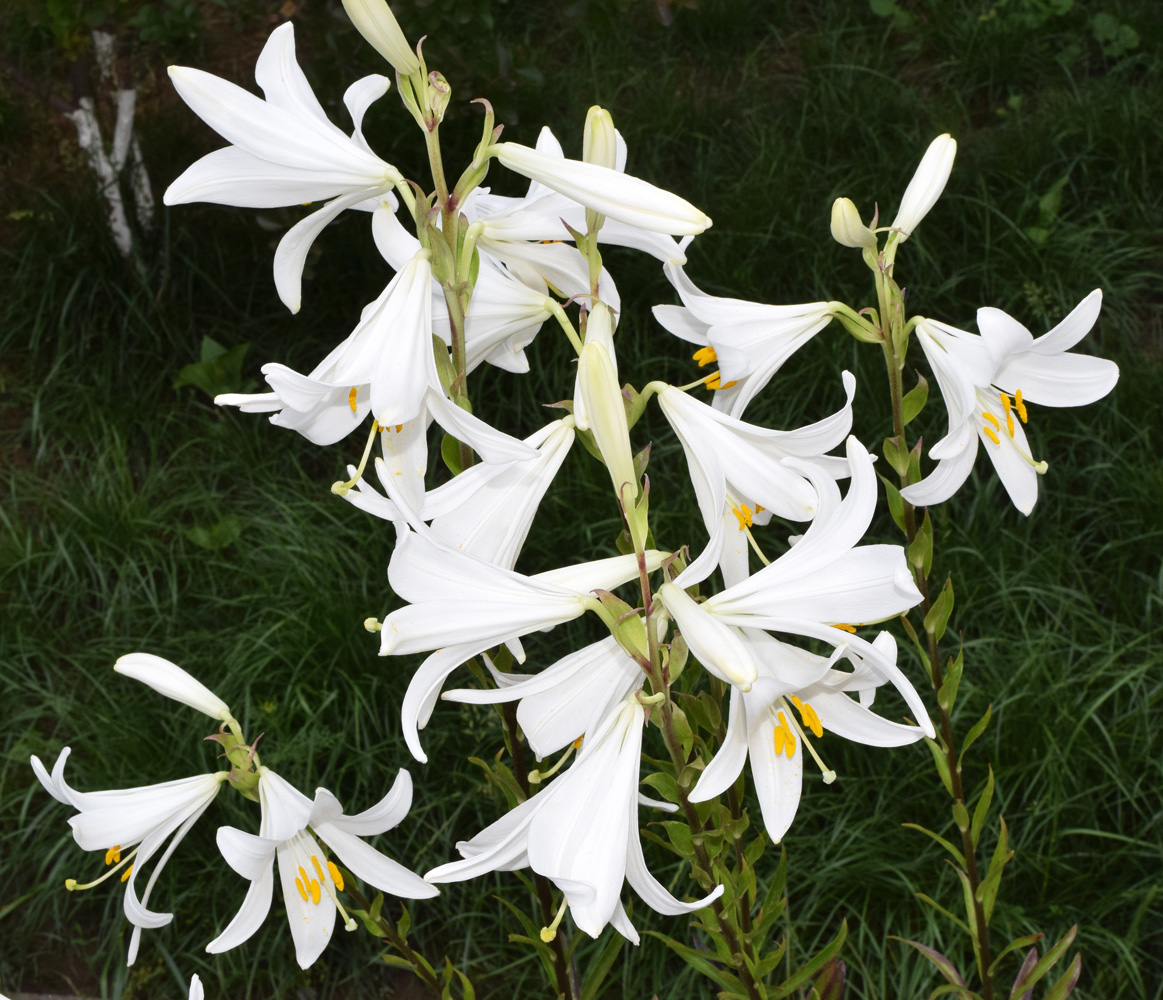 Image of Lilium candidum specimen.