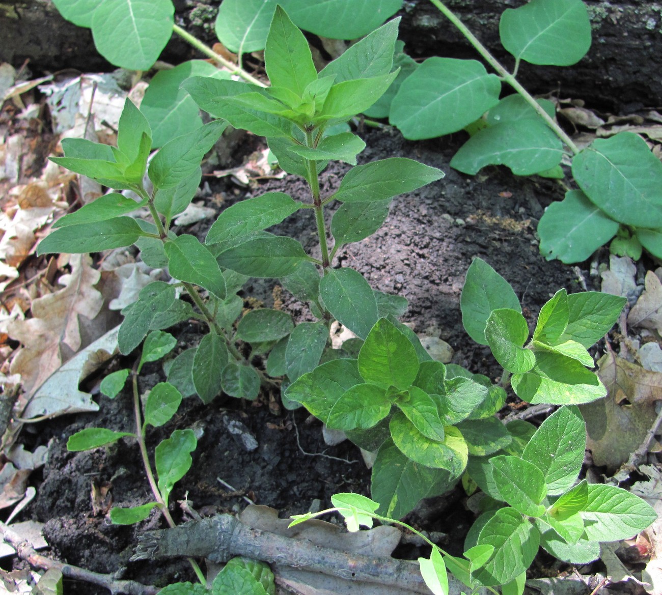 Image of genus Lysimachia specimen.