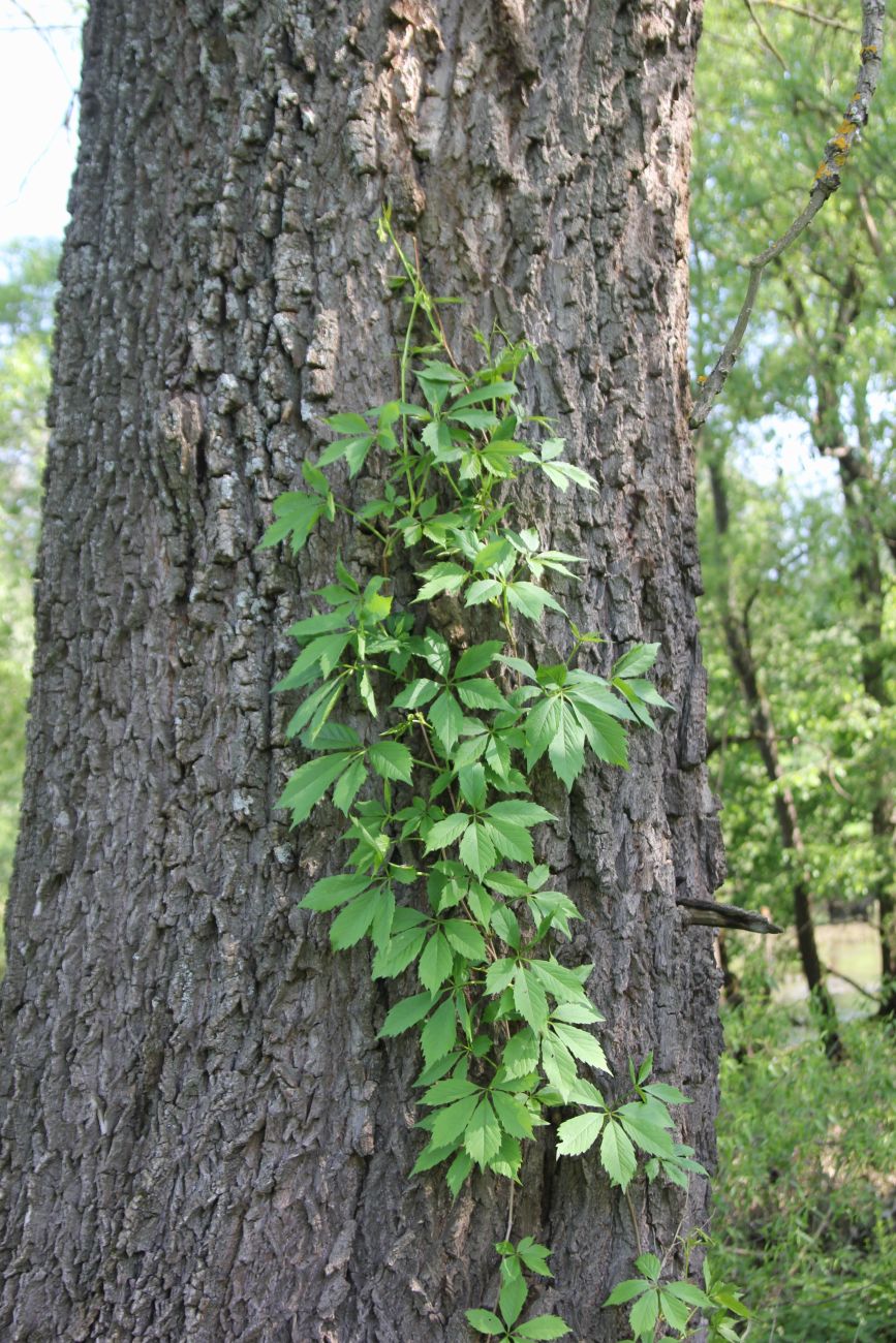 Image of Parthenocissus quinquefolia specimen.