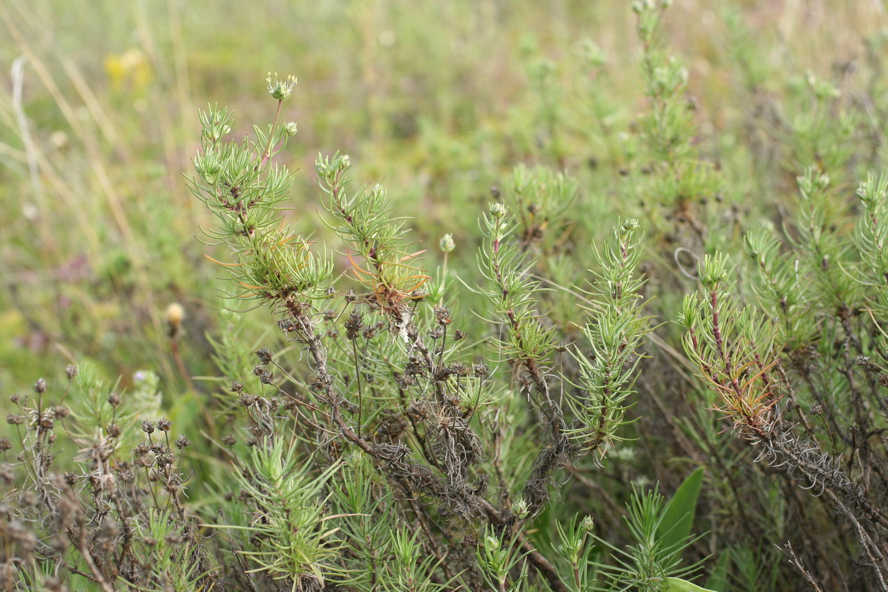 Image of Plantago sempervirens specimen.